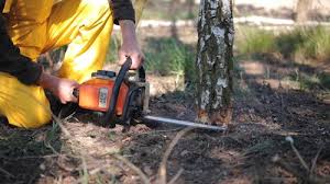 Best Tree Risk Assessment  in Monterey Park, CA