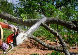 How Our Tree Care Process Works  in  Monterey Park, CA